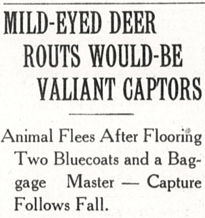 Mild-Eyed Deer